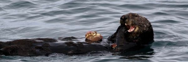 Simon Willison banner