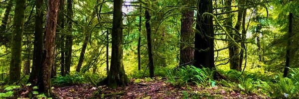 Daniel Vassallo banner