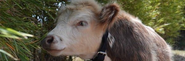 Julian Shapiro banner