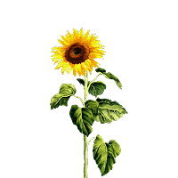 andrew pignanelli avatar